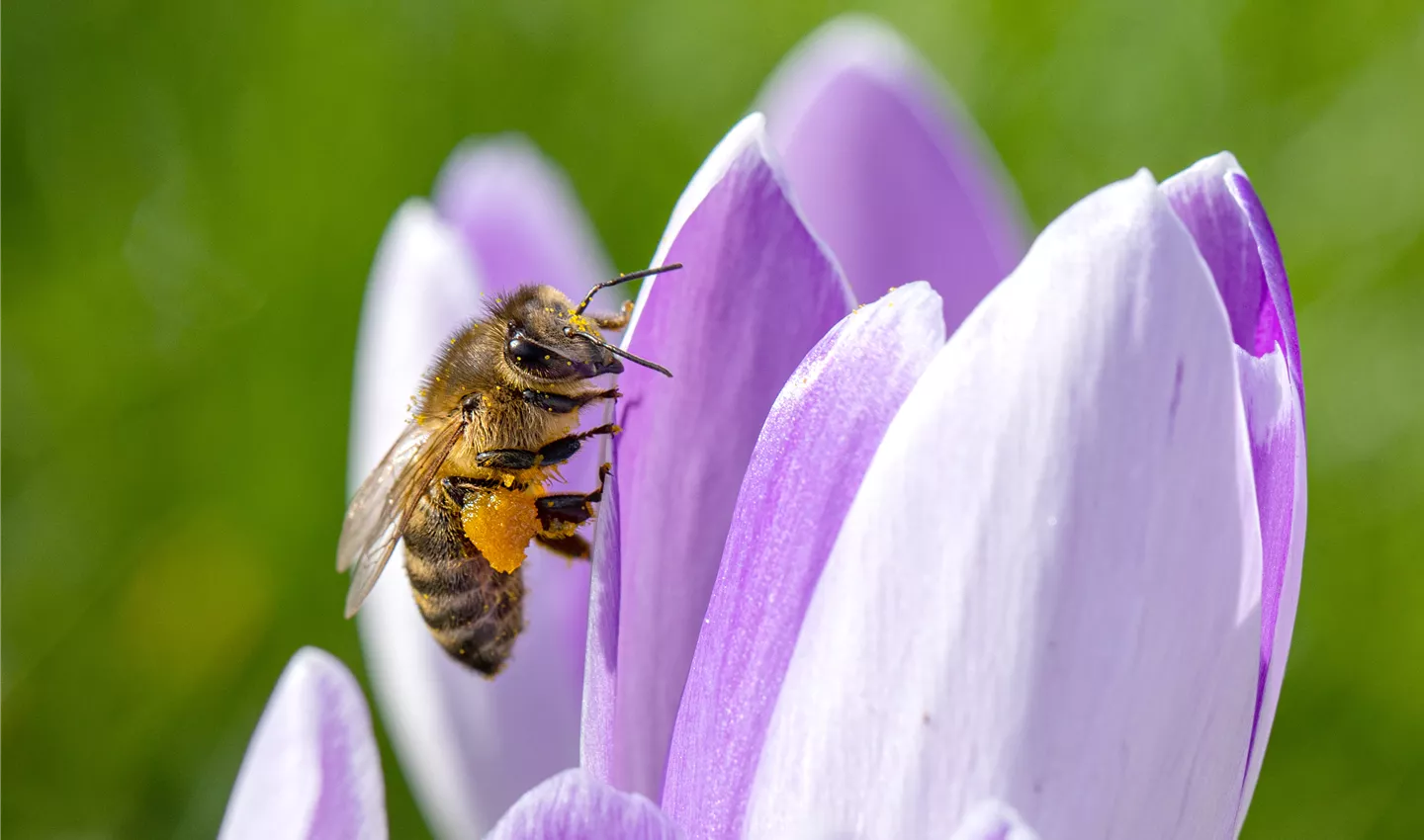 Biene an Krokus (GS651112.jpg)