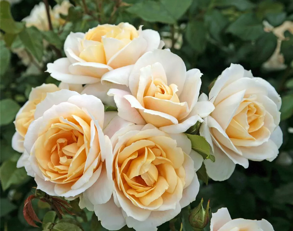 Rosa 'Lions-Rose'®