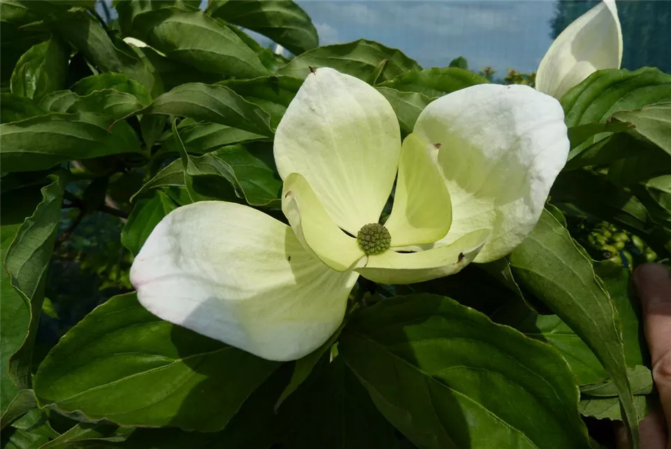 Stöcker Stauden_Cornus_kousa_'Venus'.JPG