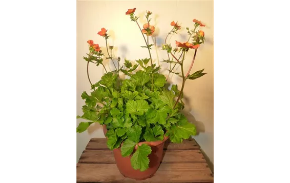 Geum coccineum "Orange Queen"