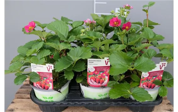 Fragaria x ananassa "Toscana"