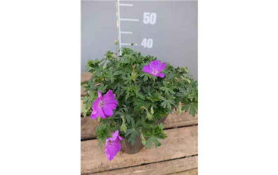 Geranium sanguineum "Max Frei"