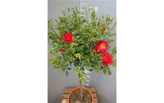 Rosa "Bienenweide Hellrot"-R-