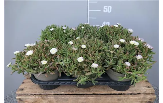 Delosperma Wheels of Wonder §Improved White"