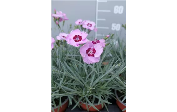 Dianthus plum.-Hybr. "Angel of Peace"