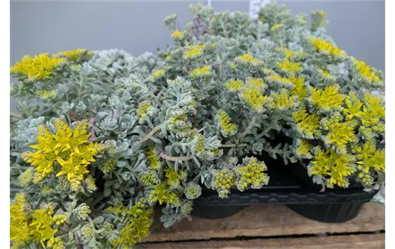 Sedum spathulifolium "Cape Blanco"