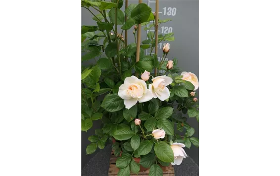 Rosa "Uetersener Klosterrose"-R-