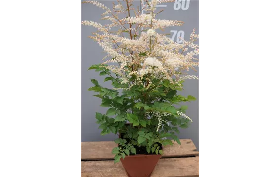 Aruncus aethusifolius "Misty Lace"