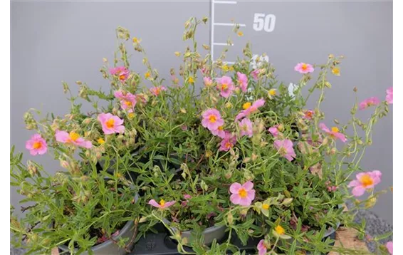 Helianthemum Hybr. "Lawrensons Pink"