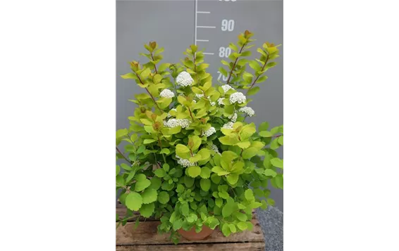 Spirea betulifolia "Tor Gold"