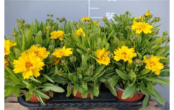 Coreopsis grandiflora "Presto" 3,95