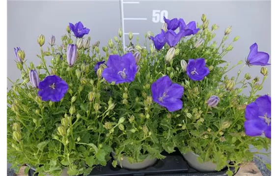 Campanula carp. "Blaue Clipse" 3,25