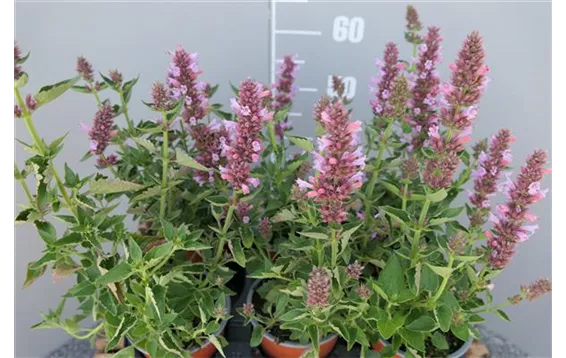 Agastache Hybr. Poquito "Lavender"-R- 3,95