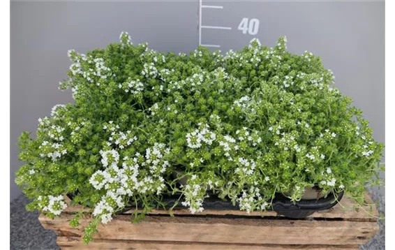 Thymus praecox "Albiflorus" 3,25