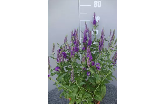 Veronica longifolia "First Match" 13,95