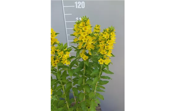 Lysimachia punctata "Hometown hero" 4,95