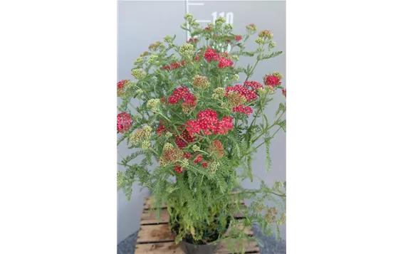 Achillea millefolium "Paprika" 12,95