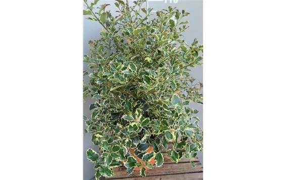 Ilex aquifolium "Silver Queen" 28,95