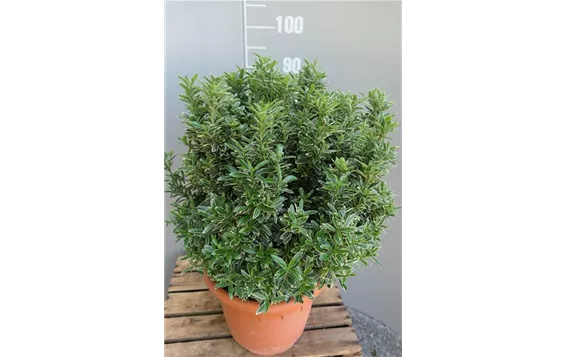 Euonymus japonicus "Microphyl Albovarieg" 28,95