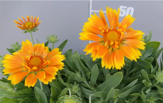 Gaillardia x grandiflora "Spintop Mango" 4,95