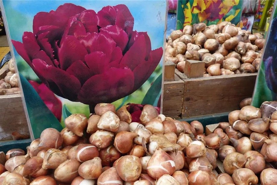 Stoecker Stauden_ 'Blumenzwiebelmarkt' .JPG