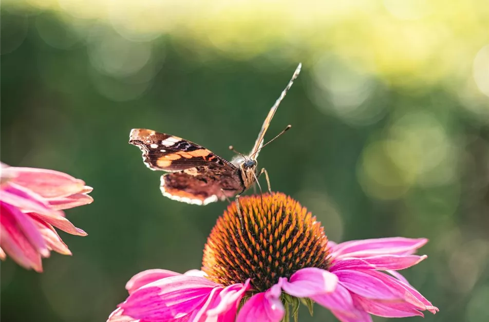 GS671858_Schmetterling auf Sonnenhut_.jpg